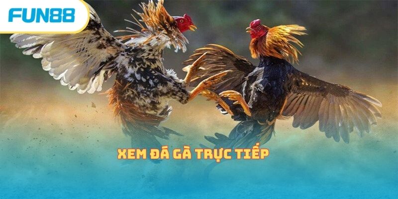 Xem Đá Gà Trực Tiếp Cực Kỳ Gây Cấn Cùng Nhà Cái Fun88 xem da ga truc tiep