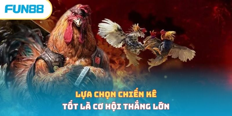 Lựa chọn chiến kê tốt là cơ hội thắng lớn 